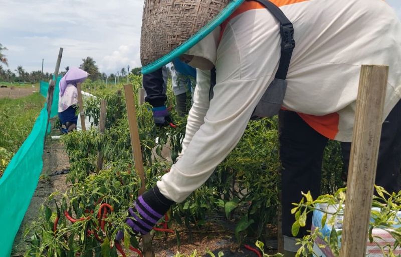 Petani di Kulon Progo sedang memanen tanaman cabainya.