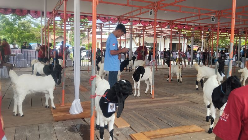 Kambing yang sedang dikonteskan di SSA Bantul Minggu (7/12)