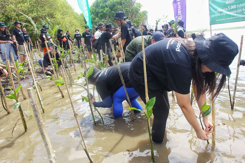 Sejumlah peserta dari komunitas peduli lingkungan, Gen-Z, dan pemuda-pemudi Baros menanam bibit mangrove bertajuk