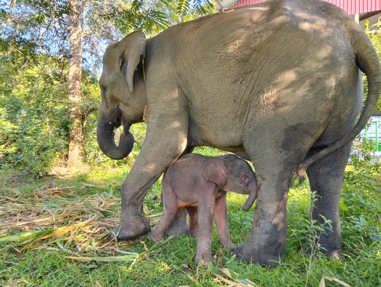 Gajah Sumatera, Yulia dan anaknya yang baru lahir