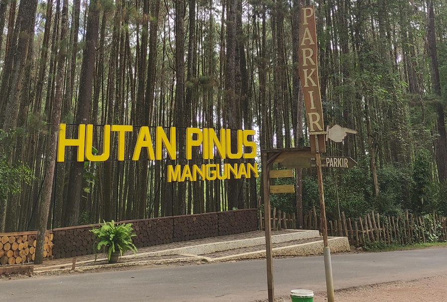 BERPOTENSI: Hutan Pinus Mangunan menjadi salah satu objek wisata di Bantul yang berpotensi rawan longsor.