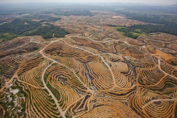 Deforestasi yang terjadi di Indonesia