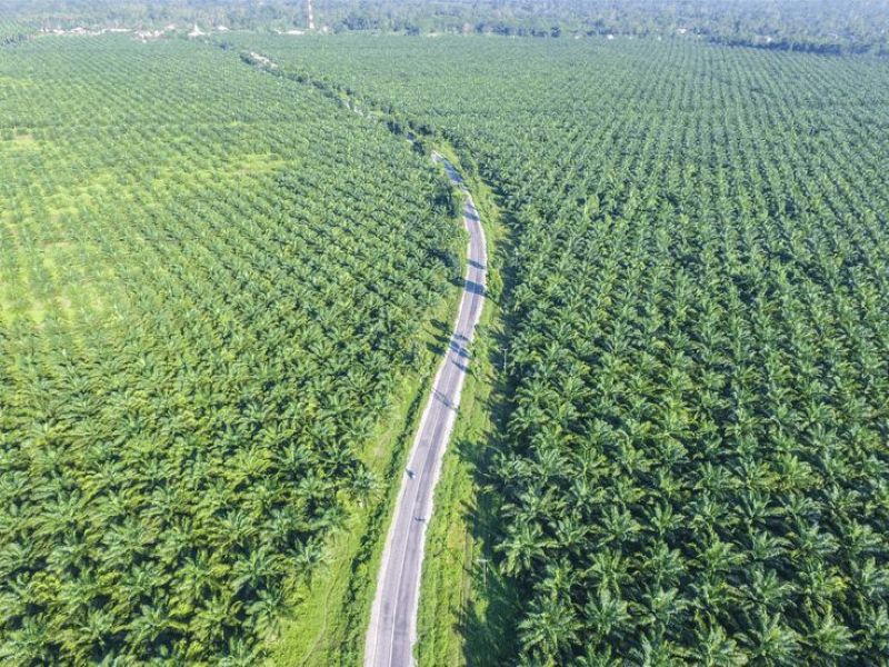Perkebunan Sawit.