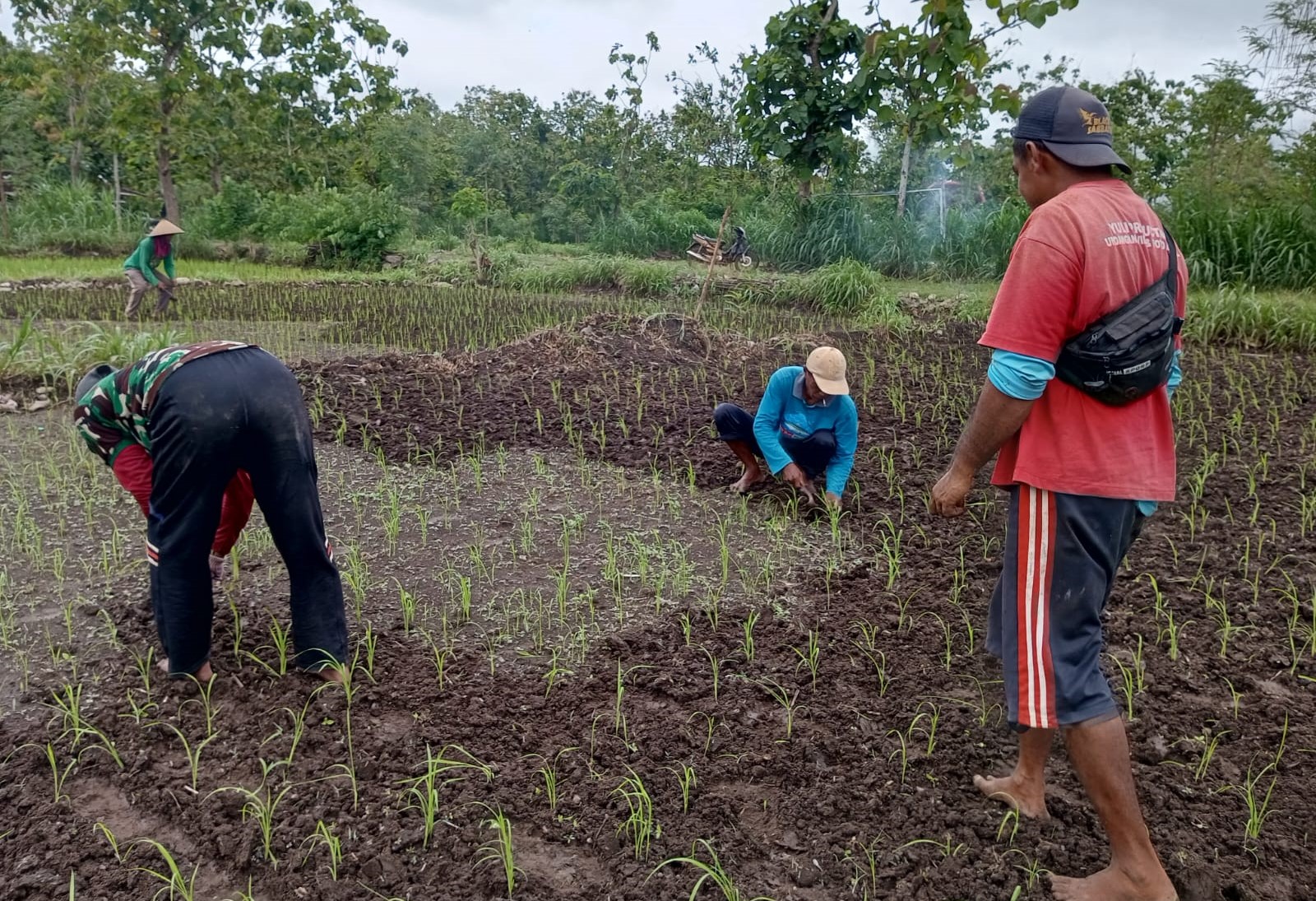 Petani di Gunungkidul menggunakan metode Tanah kering untuk menanam padi.
