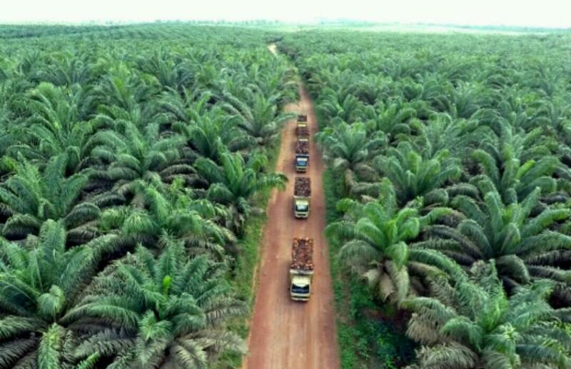 Perkebunan sawit di Indonesia.