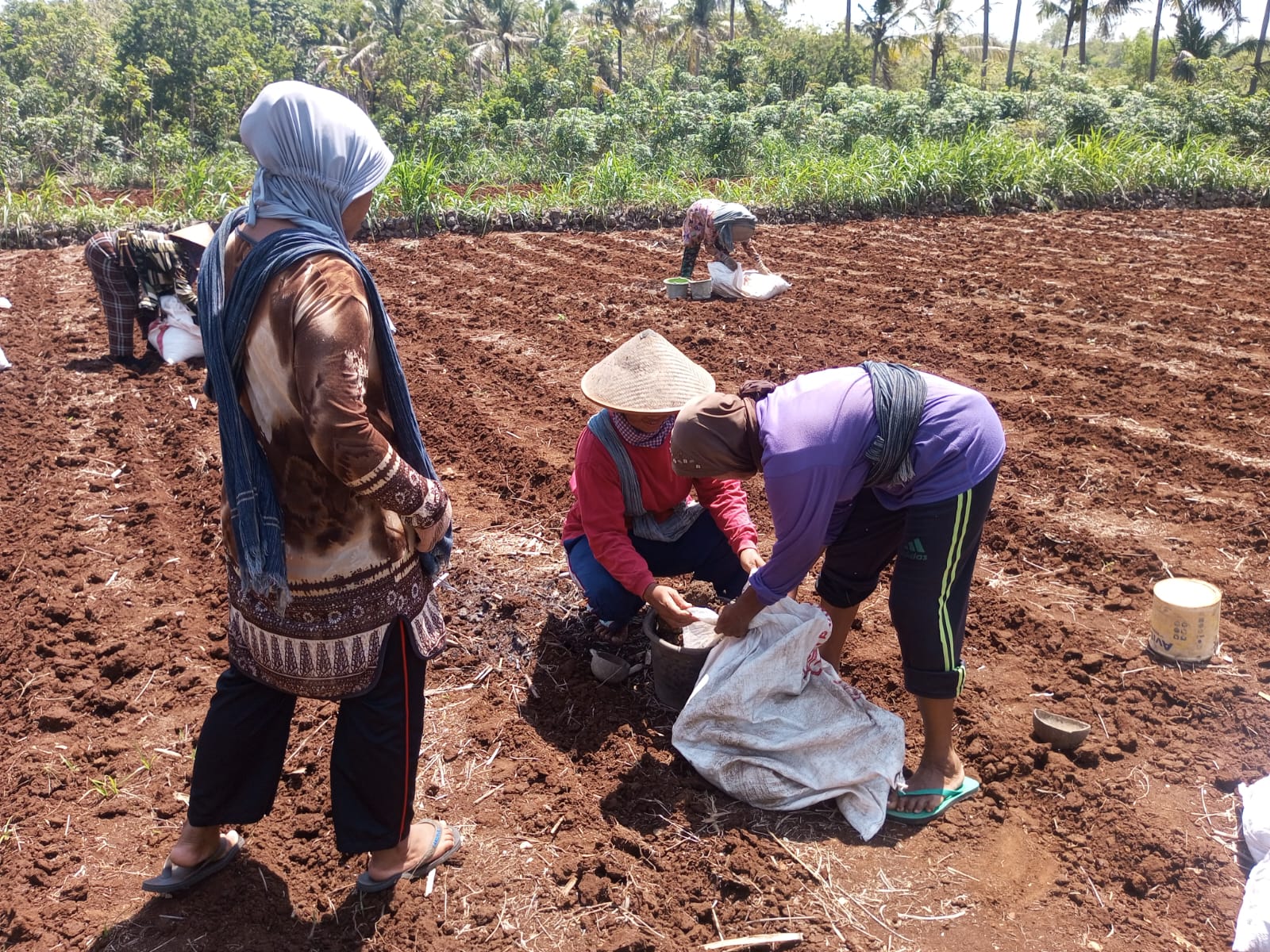Buruh tani perempuan di Kalurahan Pacarejo Kapanewon Semanu sedang memupuk lahan yang akan ditanami jagung