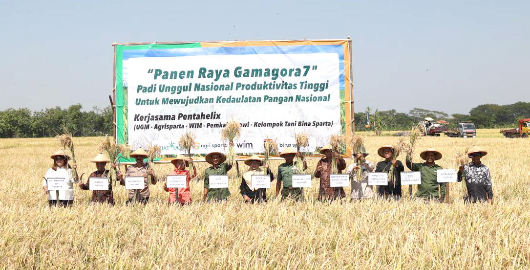 UGM melakukan panen raya perdana padi Gamagora (Gadjah Mada Gogo Rancah) 7 di Ngawi, Jawa Timur. Panen di lahan seluas 1,5 hektare milik warga di Desa Desa Dusun Guyung, Ngawi, Jatim