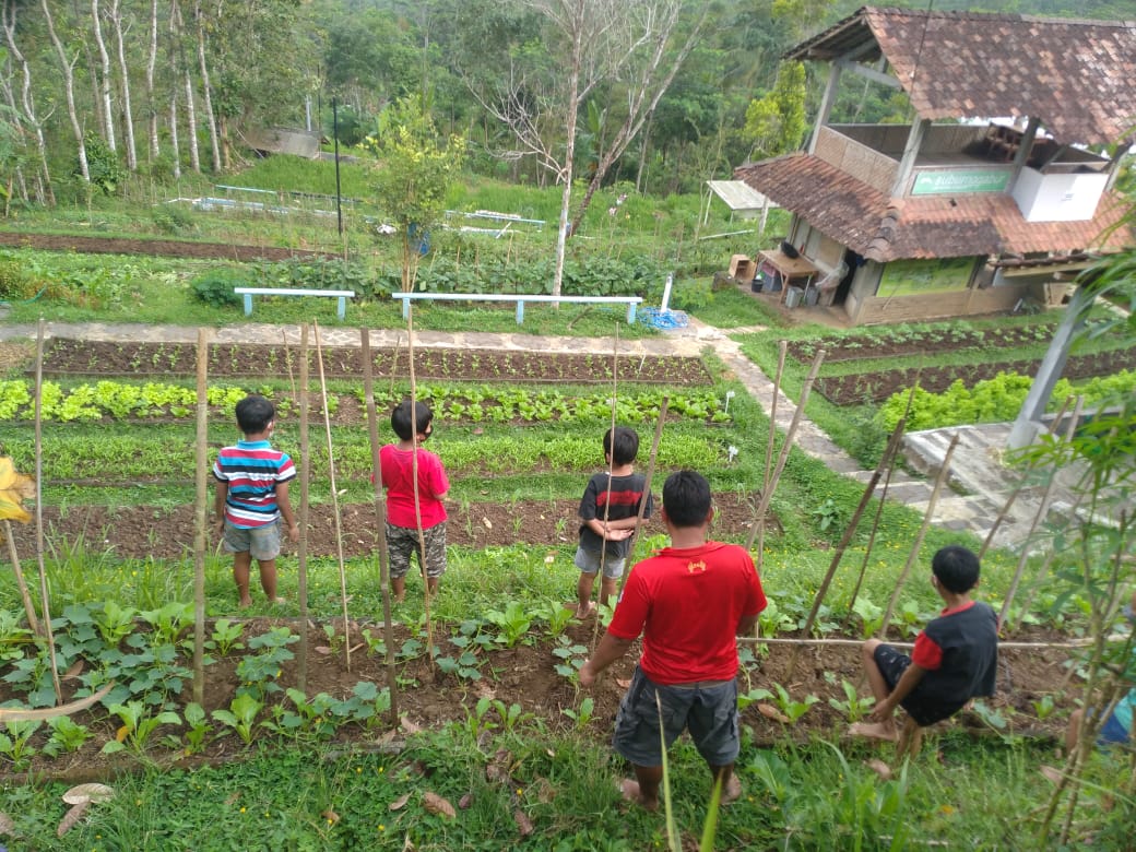 Wisatawan mencoba wisata petik sayur organik.