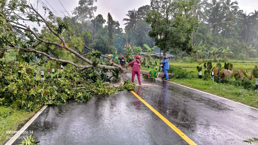 Tim BPBD Sleman saat menangani pohon tumbang.