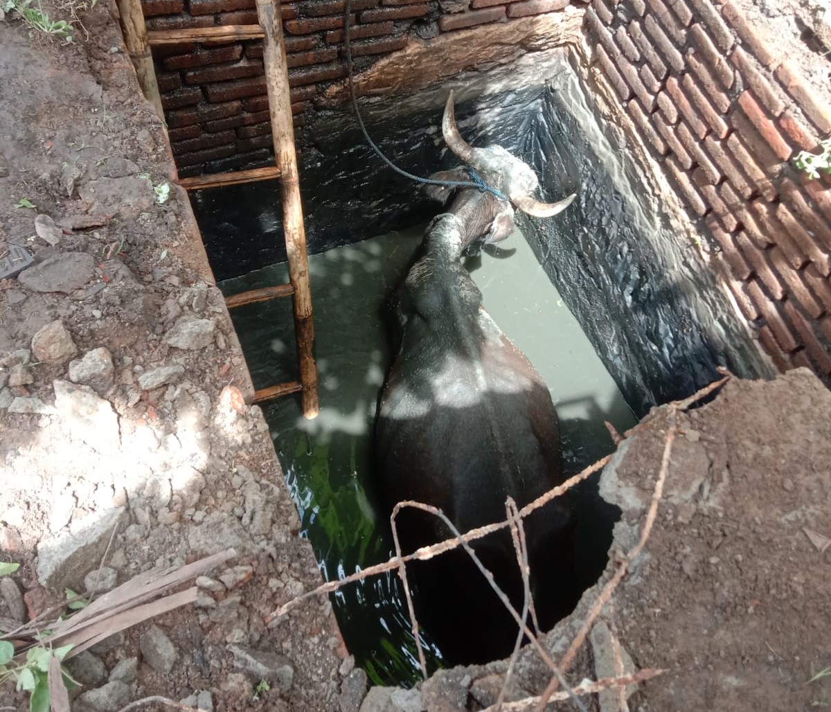 Seekor sapi milik warga Padukuhan Bulu, Kalurahan Karangmojo, Kapanewon Karangmojo, Gunungkidul, tercebur ke dalam septic tank pada Senin siang (22/12).