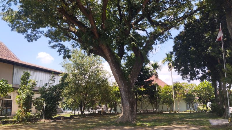 RAWAN TUMBANG: Pohon munggur yang berada di lingkungan SMSR Jogjakarta atau SMKN 3 Kasihan tengah menjadi persoalan karena akan ditebang.