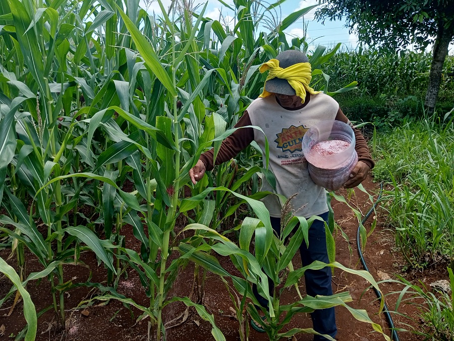 Petani asal Kalurahan Karangasem Kapanewon Paliyan Gunungkidul Slamet Wijayanto sedang memberikan pupuk NPK dan Urea pada tanam jagung miliknya pada Selasa (23/12/2025).