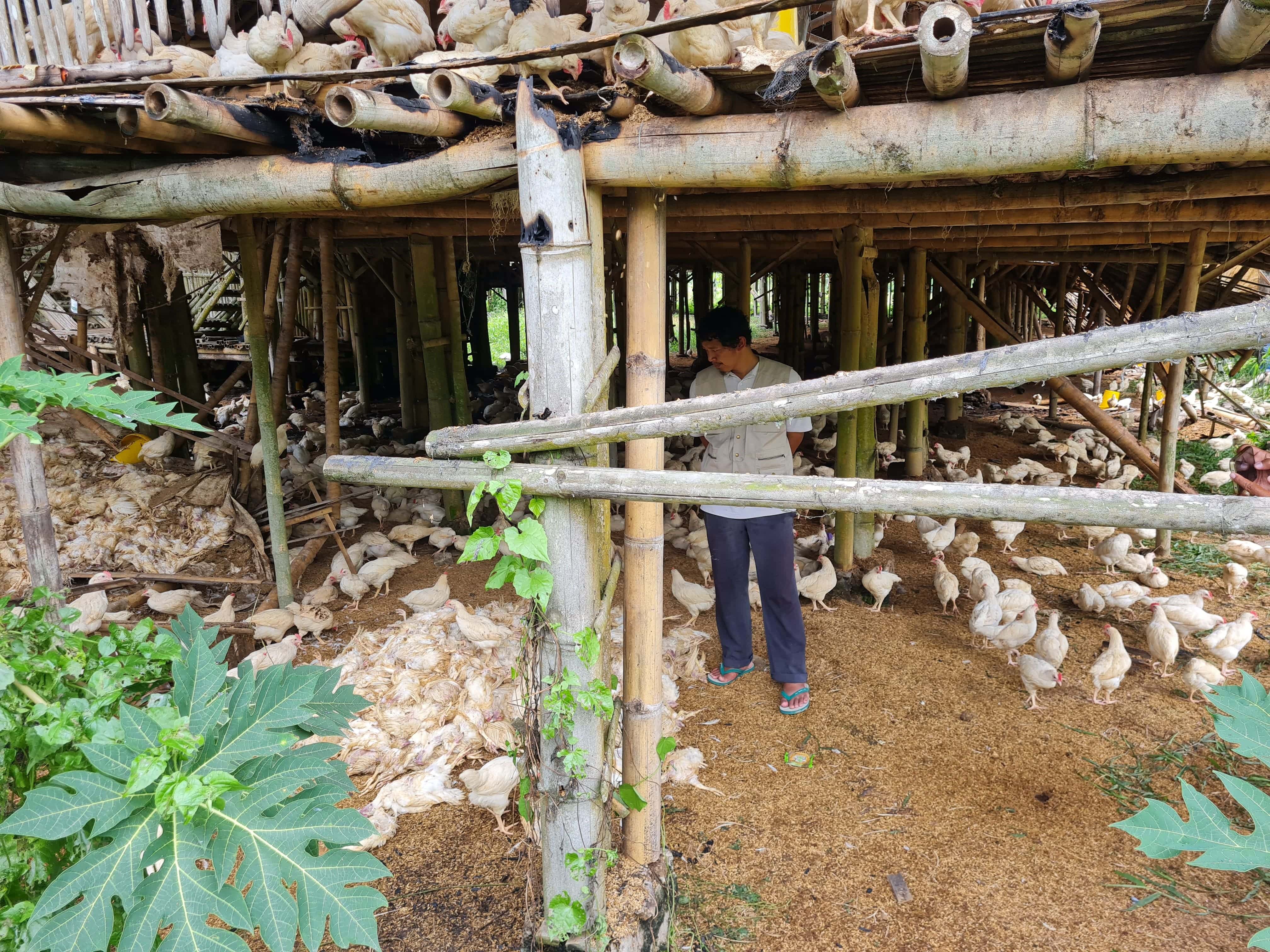 Ribuan ekor ayam mati akibat kebakaran yang melanda kandang pada Kamis (25/12) dini hari.