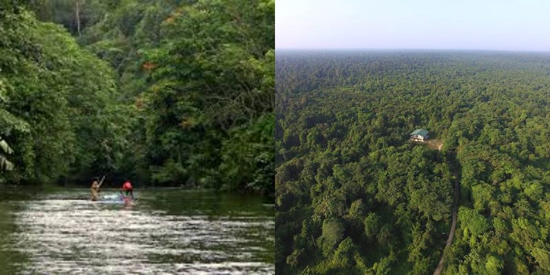 Perwujudan Taman Nasional Tesso Nilo yang hijau dipenuhi pepohonan yang rimbun.