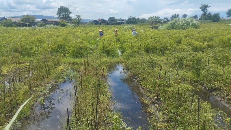Lahan pertanian di Bantul yang terendam banjir