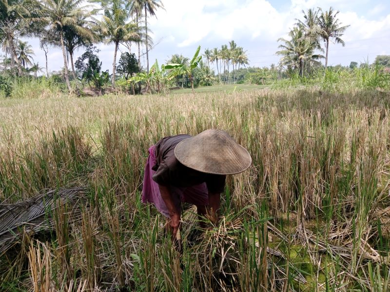 FOKUS: Petani saat menggarap lahan yang baru saja dipanen.