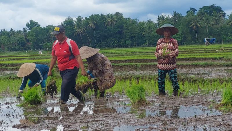 TANAMAN: Petani menancapkan benih padi cukup dalam mencegah luapan air.&nbsp;