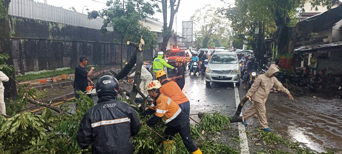 Petugas gabungan mengevakuasi pohon trembesi yang tumbang dan menutup jalan, Kamis (1/1).