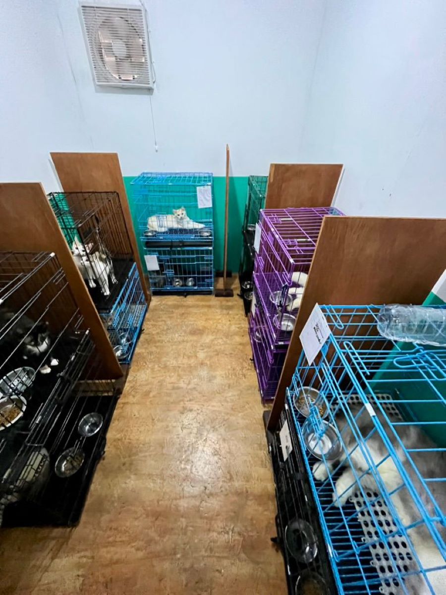 JADI JUJUKAN: Penitipan hewan di Max Vet and Pet Care menjadi pilihan pecinta hewan peliharaan saat libur Nataru.