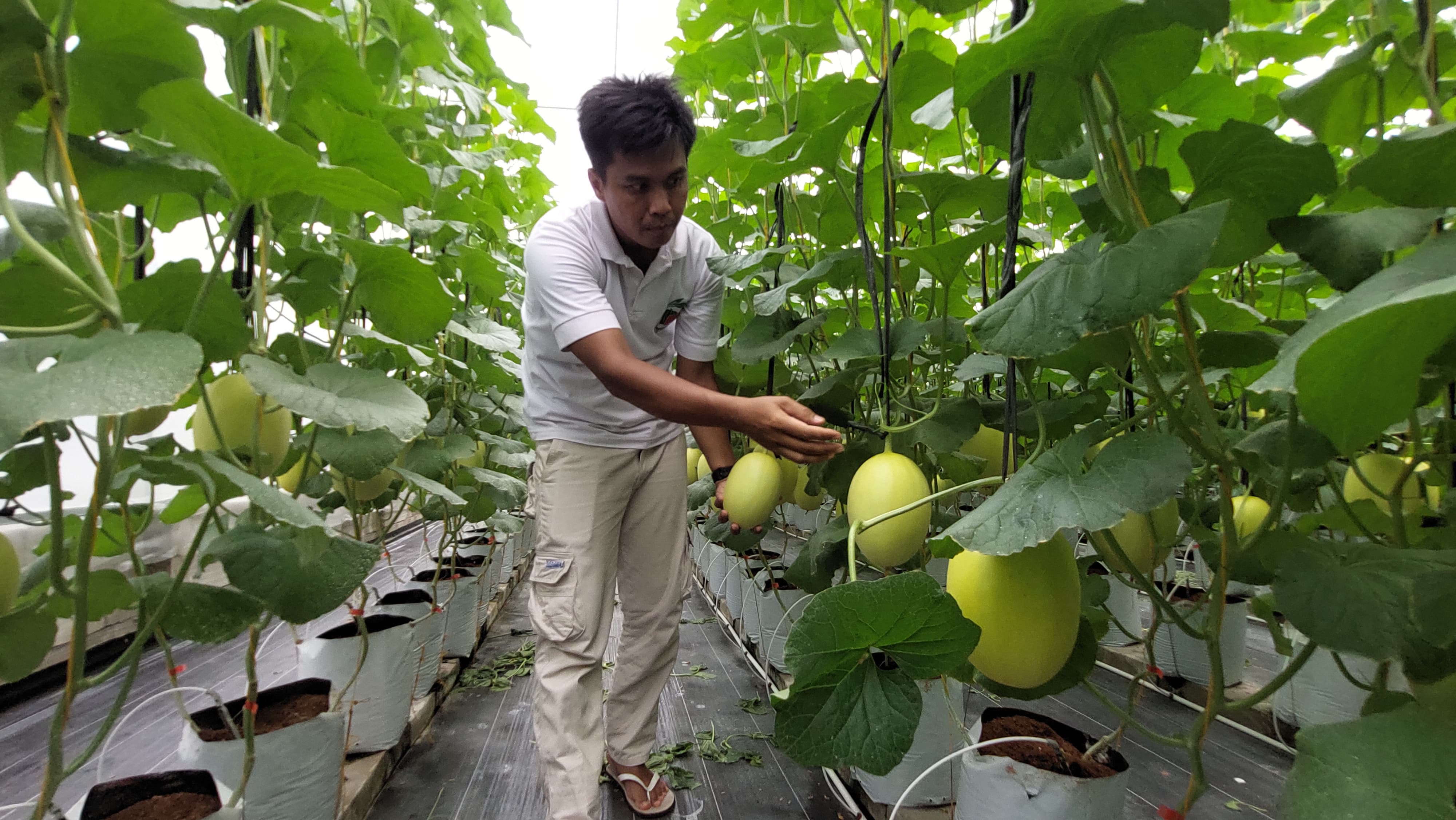 Ketua Kelompok Tani Muda melakukan perawatan tanaman melon greenhouse.
