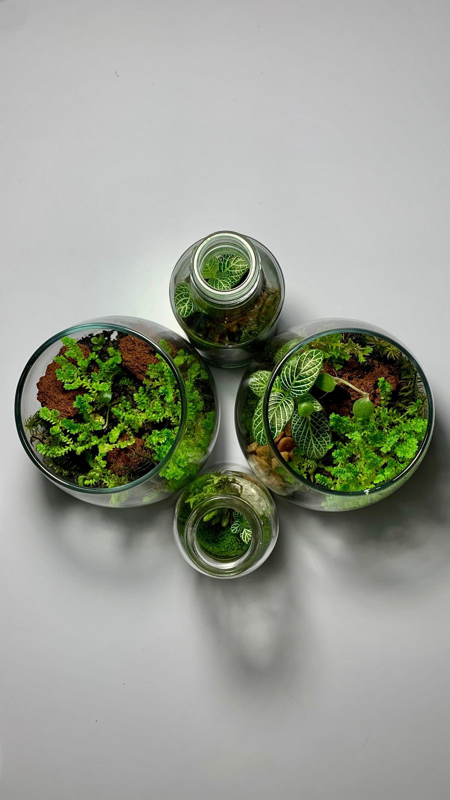 Terarium.