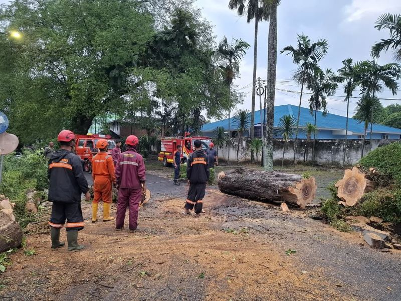 DAMPAK ANGIN KENCANG: Pohon asam Jawa berusia ratusan tahun tumbang di kawasan Bangsal Sewokoprojo Kamis (1/1).