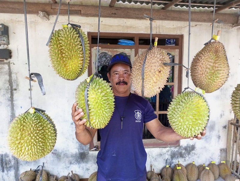 KOMODITAS LOKAL: Warga Desa Kedunggong, Kecamatan Sadang menunjukkan durian super yang menjadi komoditas unggulan di wilayah Kebumen bagian utara.