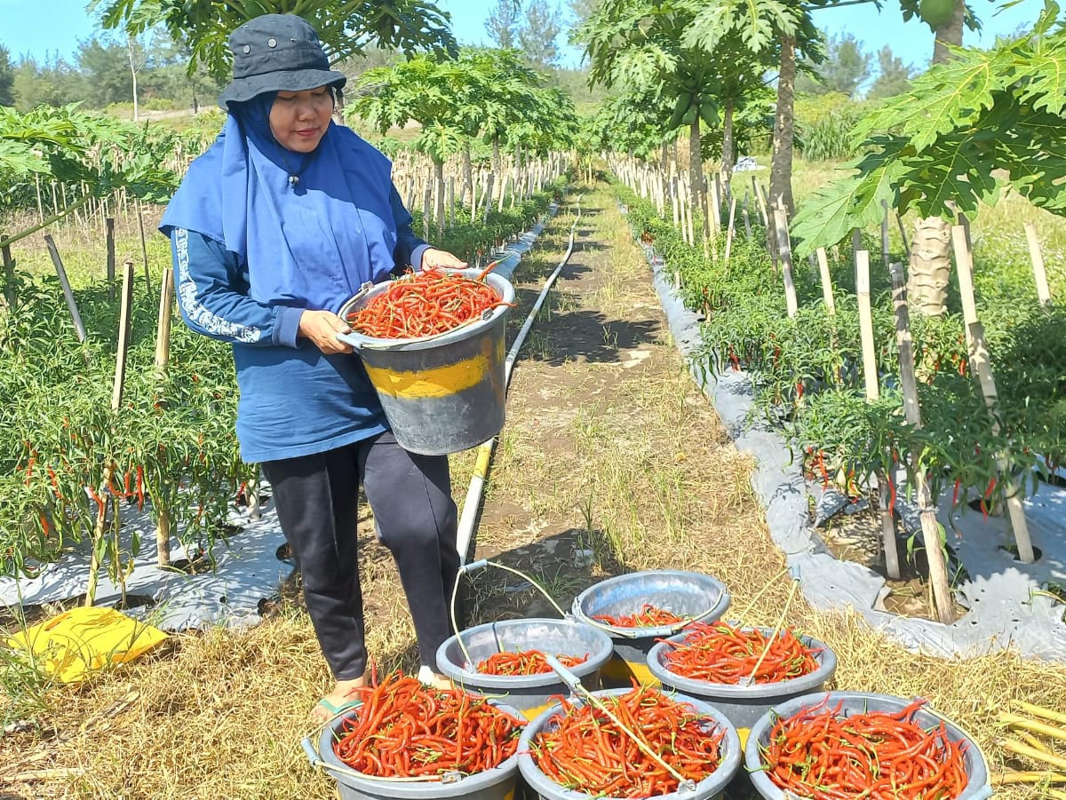 Petani di Desa Setrojenar, Kecamatan Buluspesatren panen cabai jenis teropong merah besar. (M Hafied/Radar Jogja)