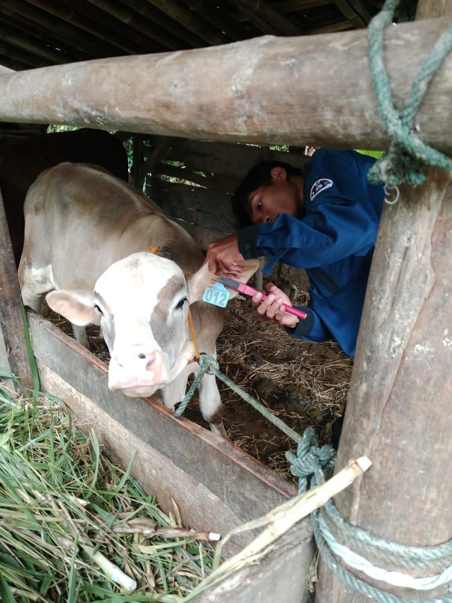 BUMKal Sembodo Hargomulyo sedang menyerahkan sapi untuk program ketahanan pangan sistem gaduh pada warganya.