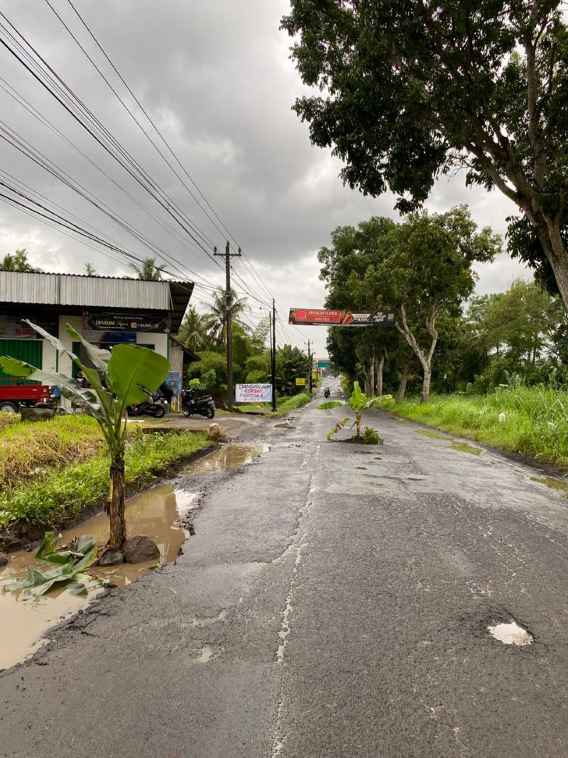 BENTUK PROTES: Penanaman pohon pisang oleh warga Padukuhan Tangisan, Banyurejo, Tempel, Sleman di Jalan Tempel-Klangon yang rusak parah.