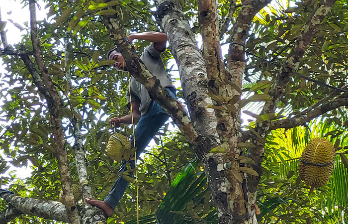 Petani memetik buah durian di Kalurahan Banjaroyo, Kapanewon Kalibawang, Kulon Progo, Sabtu (10/1).