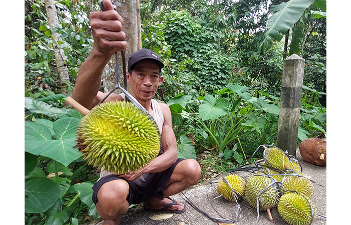 GAGAL PANEN: Petani menunjukkan buah durian di Kalurahan Banjaroyo, Kalibawang, Kulon Progo (10/1). Curah hujan ekstrem disertai angin kencang menyebabkan banyak petani durian mengalami gagal panen.