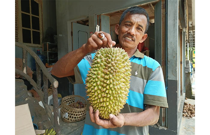 POTENSI LOKAL: Bejo Purnomo, 52, petani durian Purworejo menunjukkan durian lokal kualitas super khas Kaligesing.