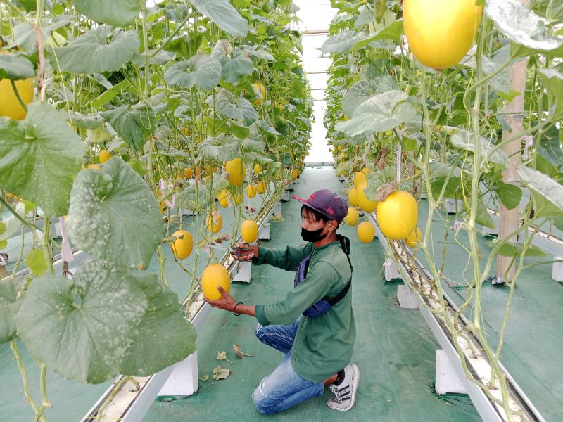 Wisata petik melon BUMKal Pandowoharjo