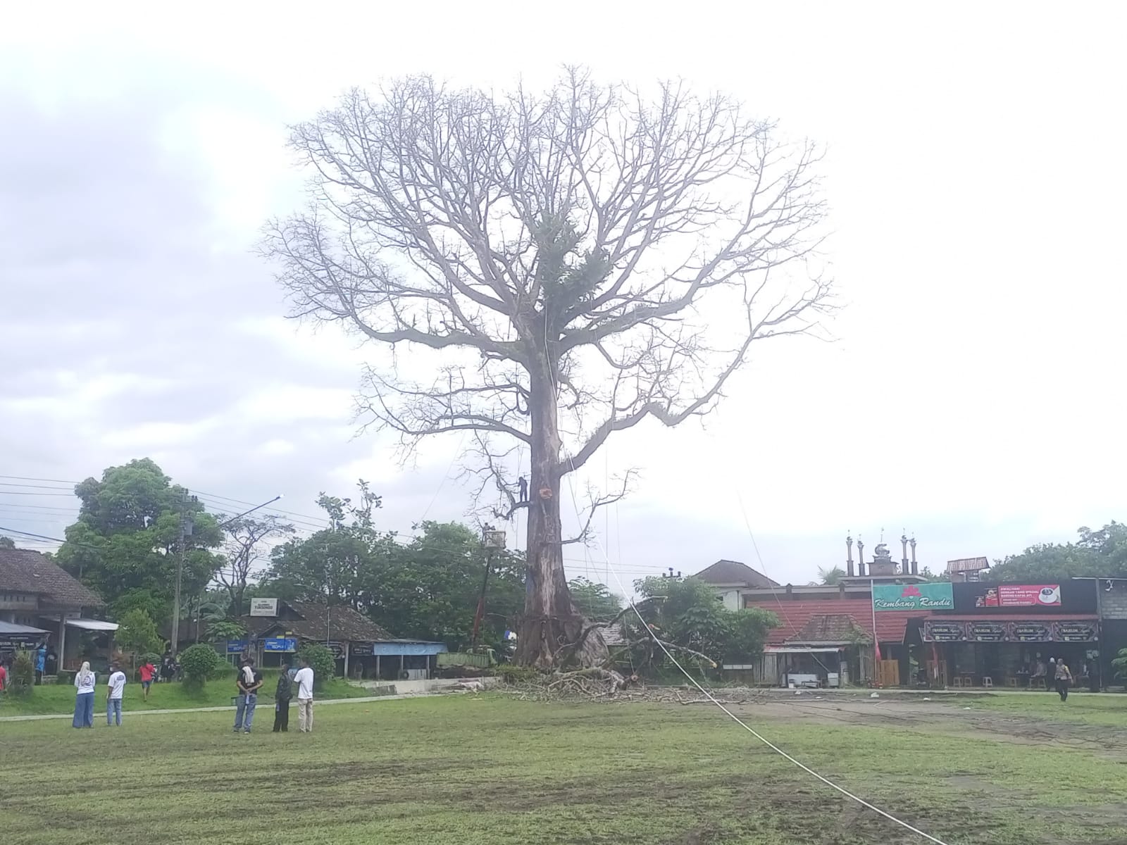 Warga setempat menggelar selamatan sebelum mulai menebang pohon randu alas di Lapangan Desa Tuksongo, Borobudur, Senin (12/1).