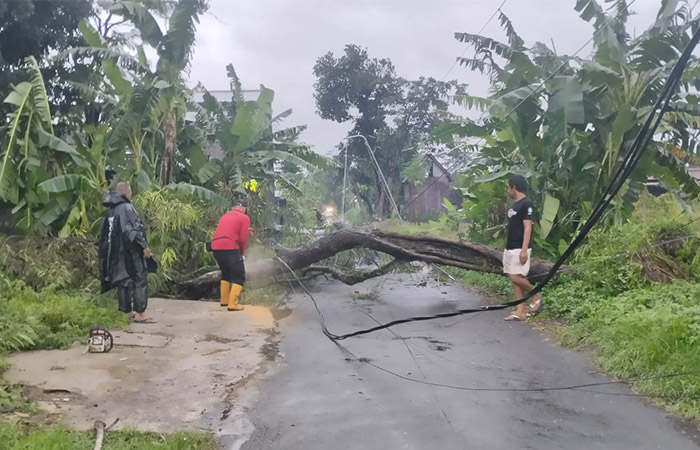 CUACA EKSTREM:  Pohon besar tumbang hingga menutup jalan saat terjadi hujan deras disertai angin kencang di Kabupaten Sleman, kemarin (12/1).