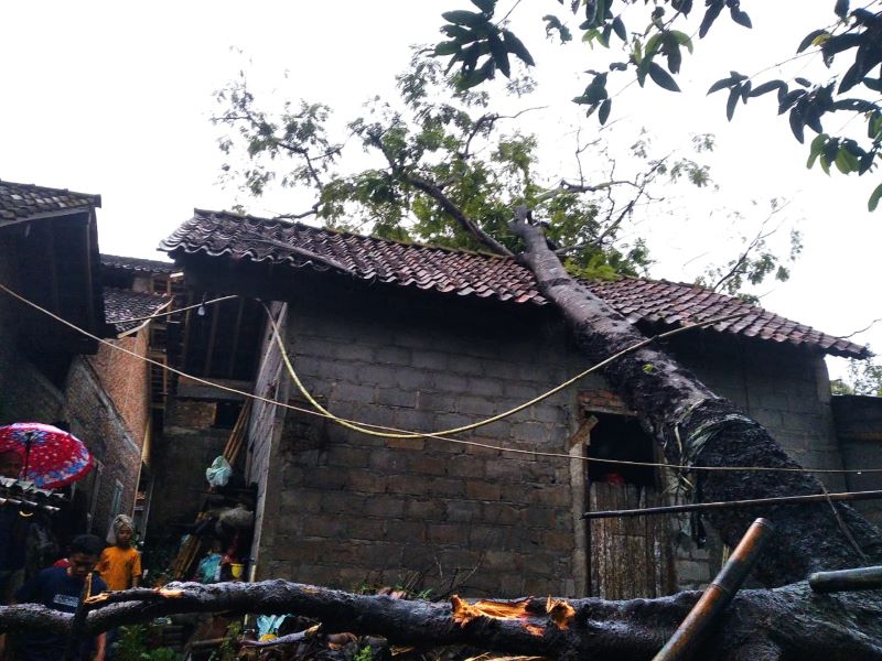 DAMPAK ANGIN KENCANG: Pohon tumbang yang terjadi di Padukuhan Demangan, RT 36, Argodadi, Sedayu Senin (12/1).