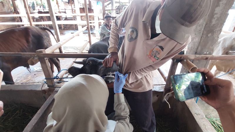 SAMPEL: Petugas mengambil air liur dan darah dari sapi yang terjangkit PMK.&nbsp;