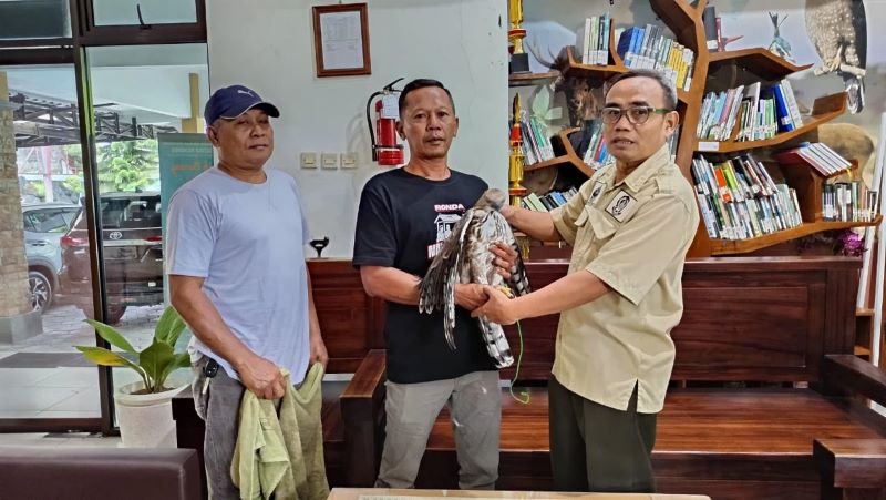 SIMBOLIS: Penyerahan elang jawa yang sudah dirawat oleh Budi Santoso kepada BKSDA Yogyakarta.