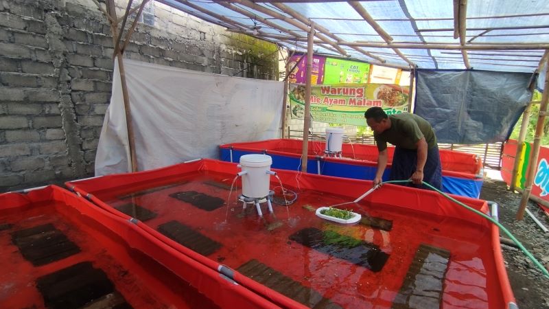 Eko Rohadi sedang mengecek budi daya lobsternya di halaman rumahnya, Pandak Jumat (16/1)