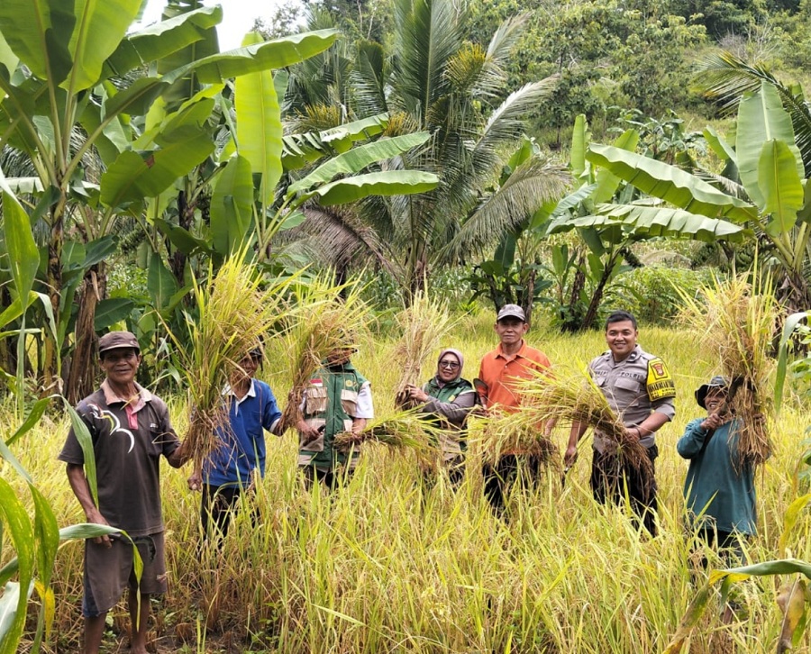 MUSIM TANAM: Petani Padi Gogo di pesisir selatan mengawali panen di pertengahan Januari 2026.
