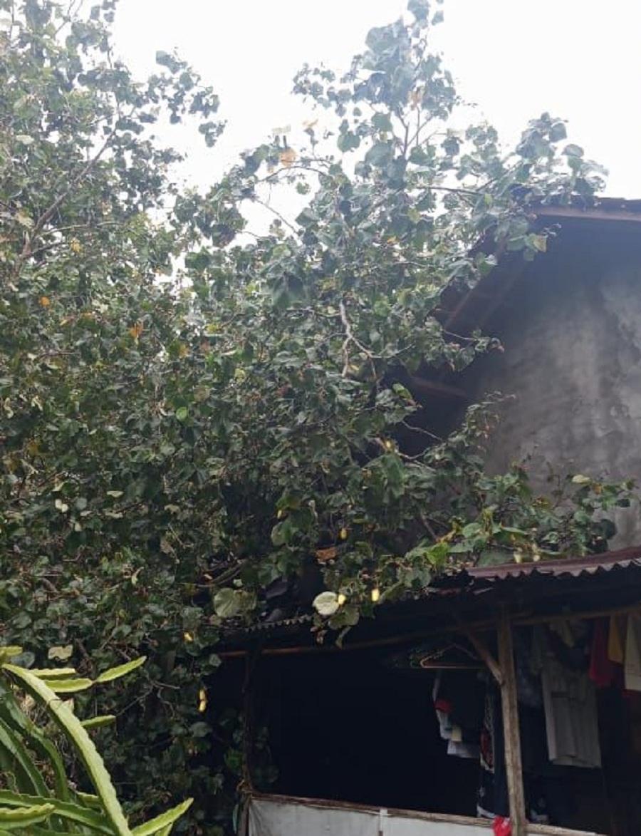 Pohon waru berdiameter satu meter menimpa rumah warga di Kalurahan Pringombo Kapanewon Rongkop pada Rabu malam (14/1/2026).