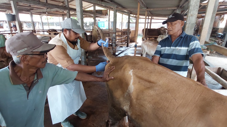 SAMPEL: Dokter hewan mengambil air liur dari sapi yang terjangkit PMK.
