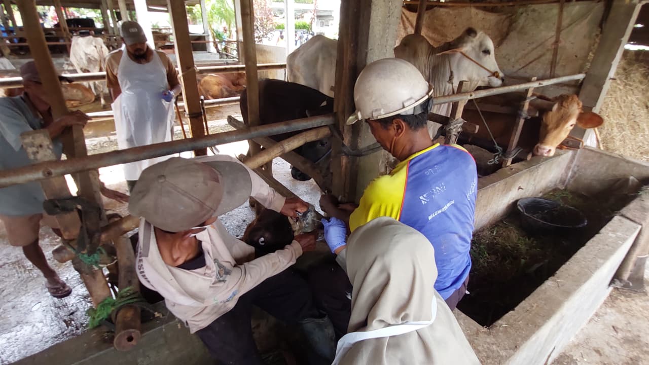 SAMPEL: Dokter hewan mengambil air liur dari sapi yang terjangkit PMK.