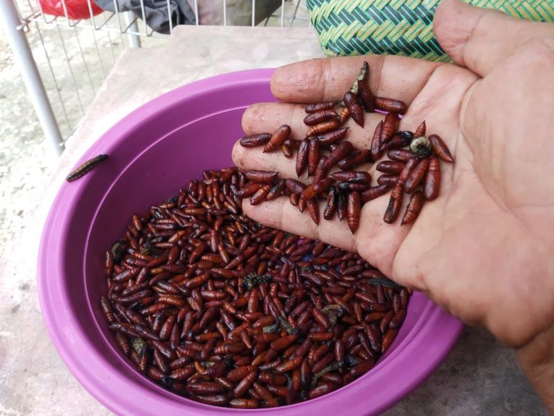 Kuliner Ungkrung dari Gunungkidul.