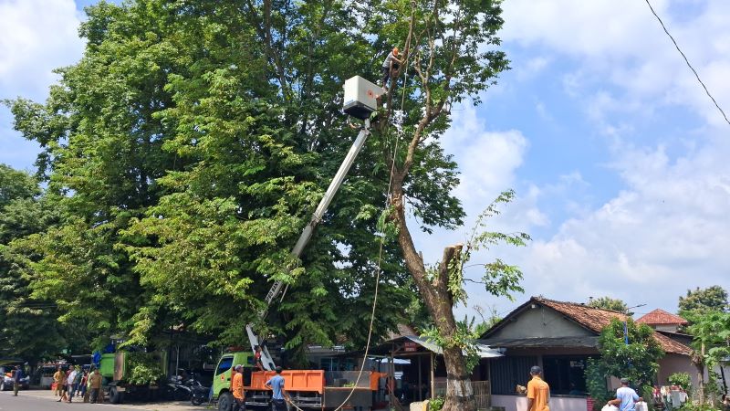 MITIGASI: Petugas terkait sedang menebang pohon di Jalan Bantul Km 6,5 yang berpotensi tumbang Senin (19/1)