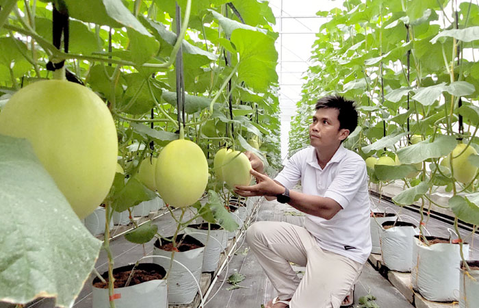 LUANG: Tri Erfin Ardiyanto merawat tanaman melon di greenhouse miliknya kawasan Pantai Bugel, Kapanewon Panjatan.