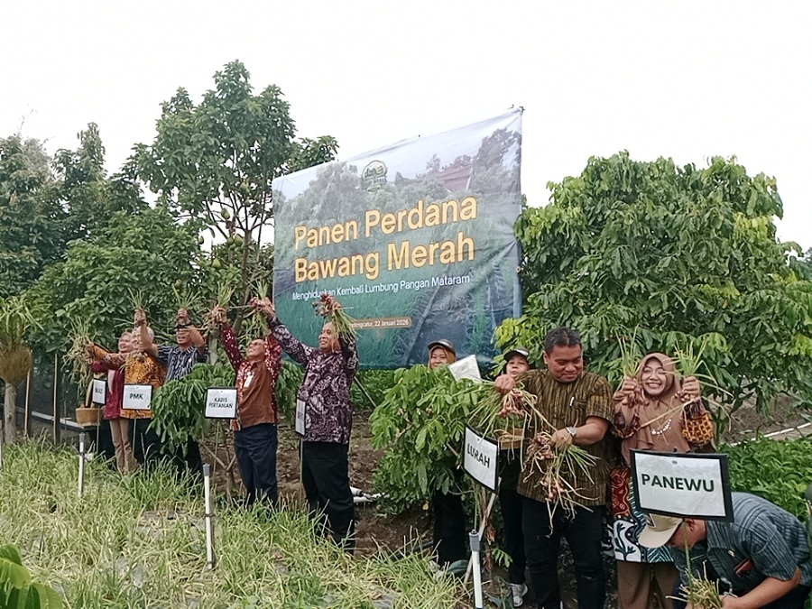 SIMBOLIS: Proses panen bawang merah perdana di Sugih Waras Farm Kamis (22/1/2026).