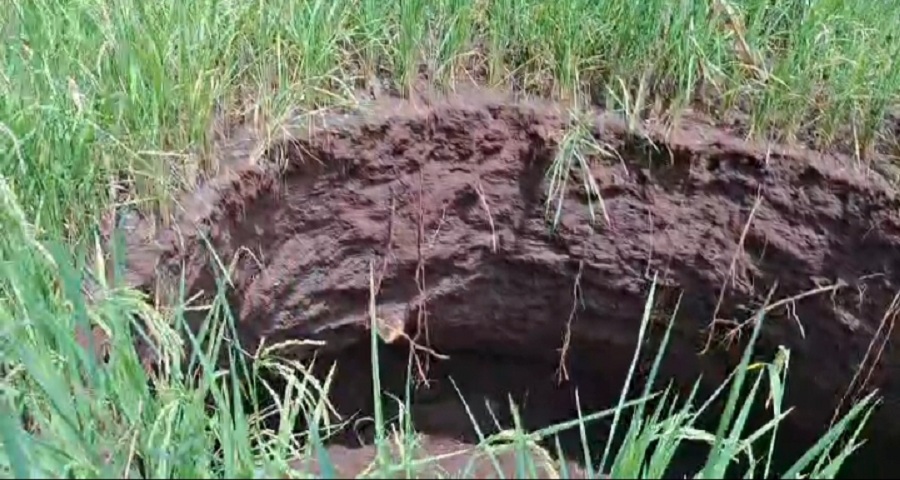 MASIH AMAN: Amblesan sedalam satu meter di area lahan padi di Padukuhan Panggang Kalurahan Kemiri Tanjungsari Gunungkidul.