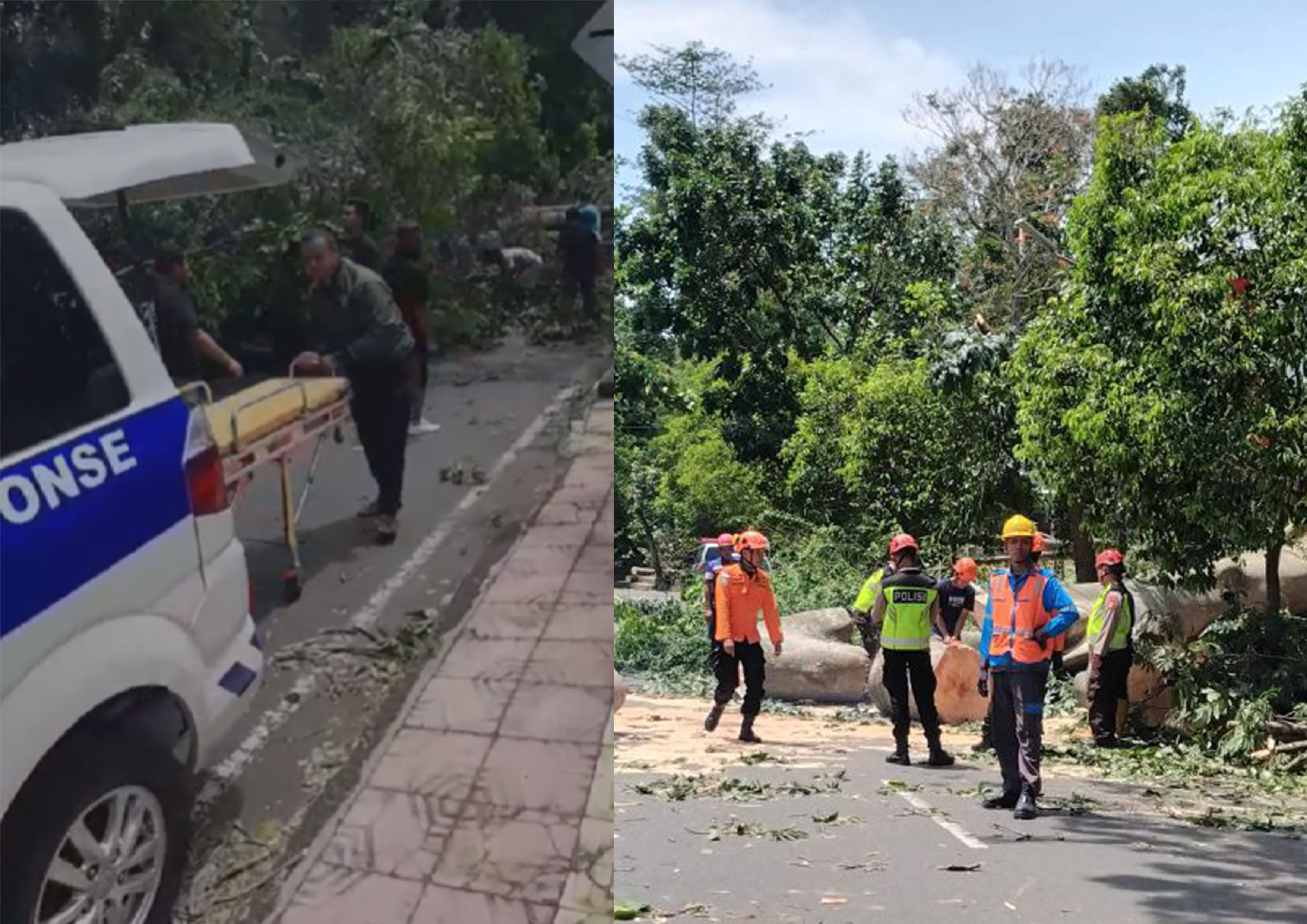 Dua pemotor tertimpa pohon randu besar yang tumbang di Jalan Lembah UGM, Karangmalang, Caturtunggal, Depok, Sleman, Sabtu (24/1/2026) pagi.
